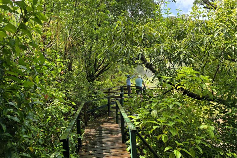 Paseando por un sendero de la selva tropical de Roseau