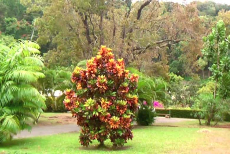 Jardin botanique de la Dominique