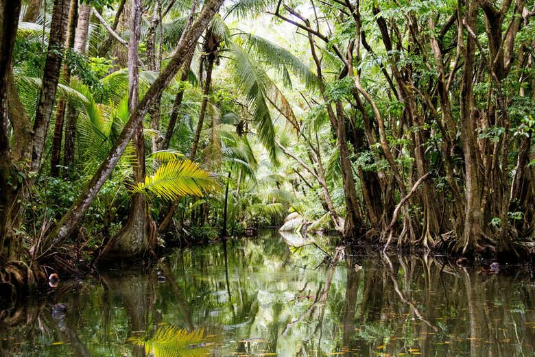 Les mangroves de l'Indian River