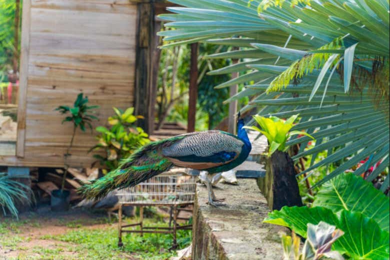 Un ejemplar de pavo real en el jardín de Paradise Valley