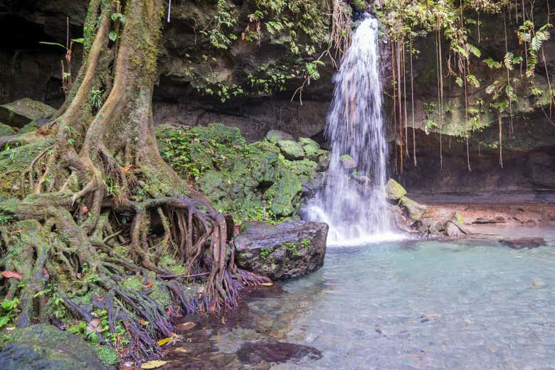 Un abre près de la piscine Esmeralda