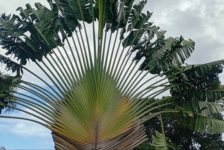 Una de las plantas que veremos en los Jardines Botánicos