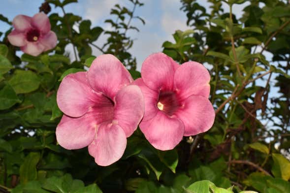 Visite du jardin botanique, de la réserve centrale et de la plage de Roseau