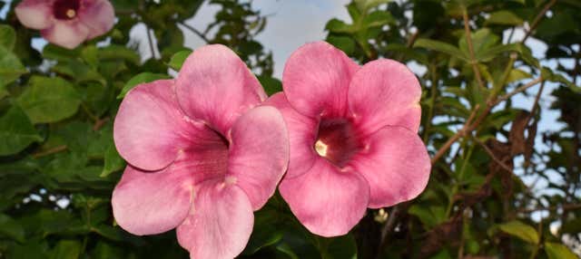 Tour por el Jardín Botánico, Reserva Central y playa de Roseau