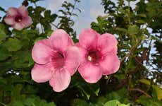 Visite du jardin botanique, de la réserve centrale et de la plage de Roseau
