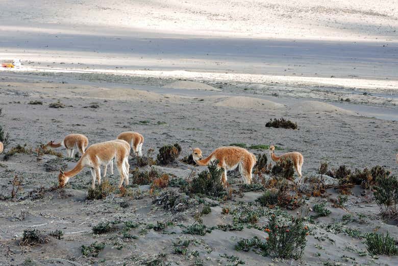 Alpaca del vulcano Chimborazo