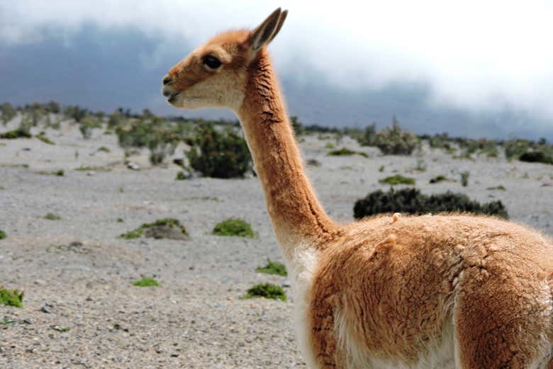 Alcuni animali tipici delle Ande