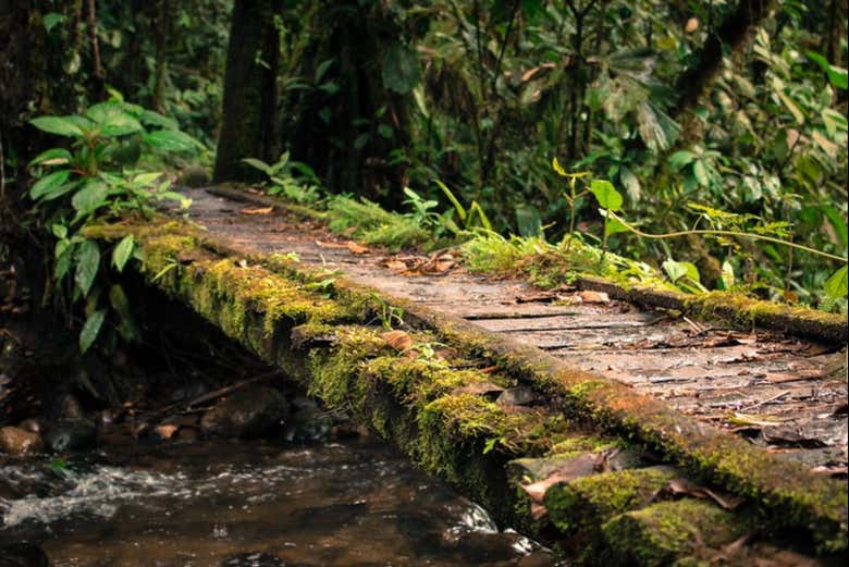 Puente hasta la cascada