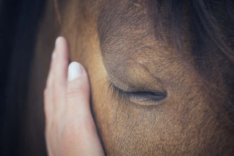 Learn to connect with these majestic creatures