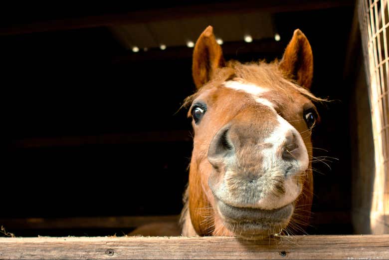 Cheese!