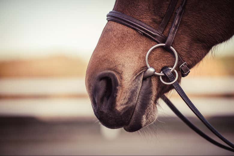 A horse's snout