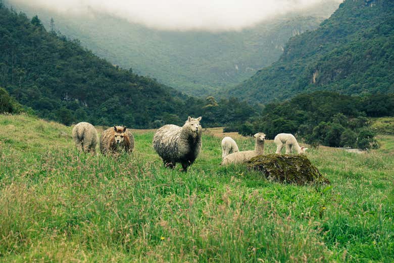 Alpaca del Parco nazionale di Cajas
