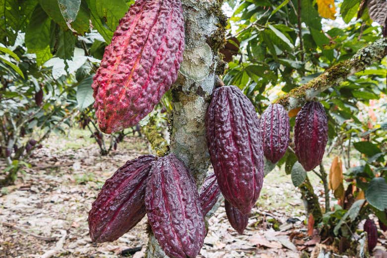 L'albero di cacao