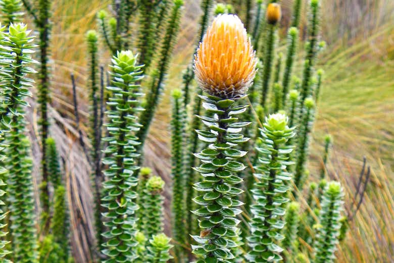 Flora del Parco Nazionale Cajas