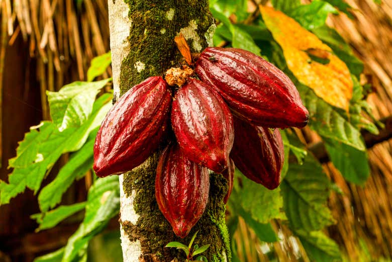 Visitando Cacao de la Loma