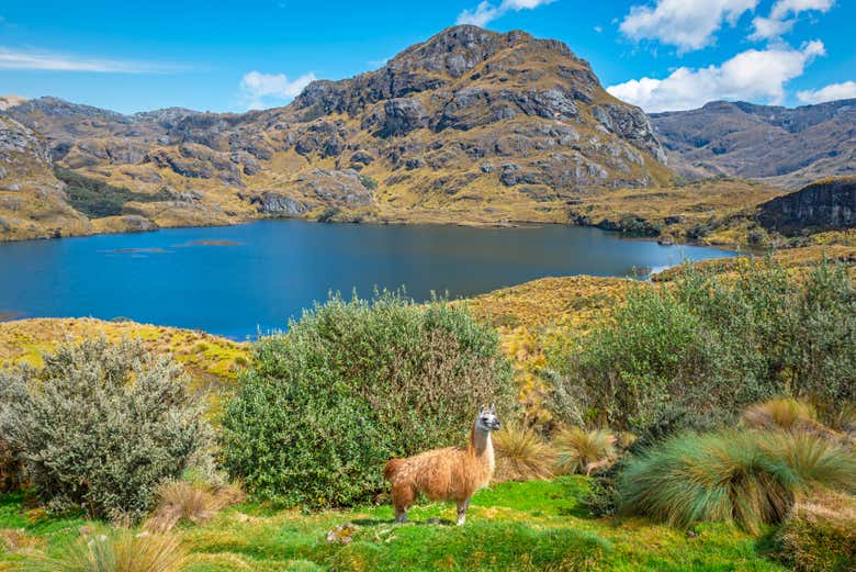 Visit the stunning Cajas National Park