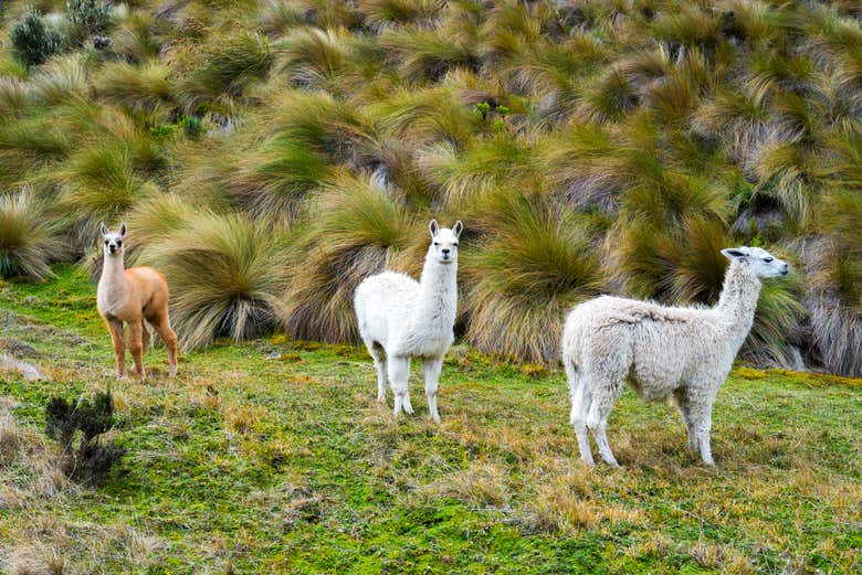 Lama del Parco Nazionale Cajas