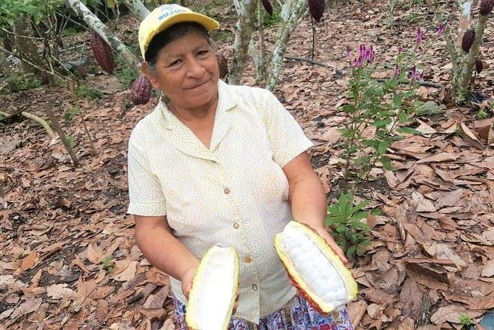 Scoprendo tutto sul cacao