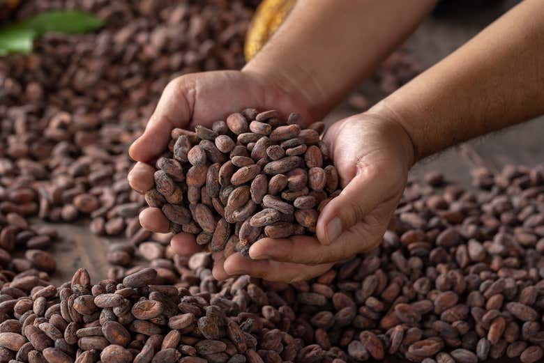 Semi di cacao
