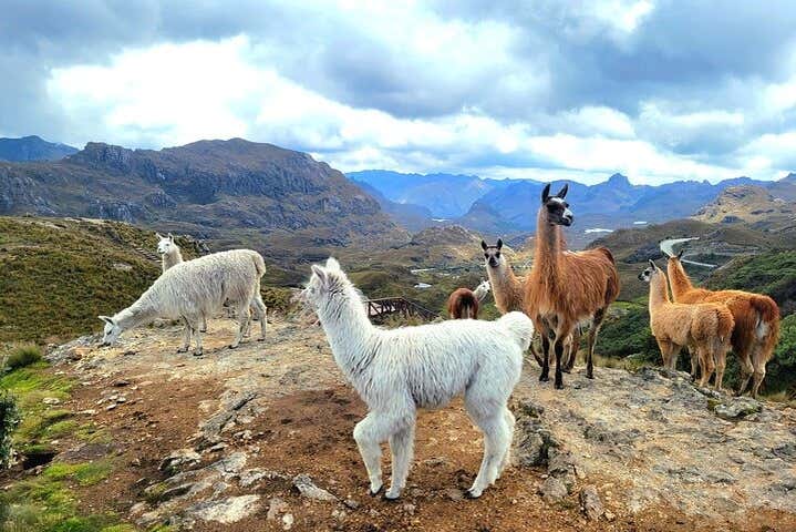 Un gruppo di lama