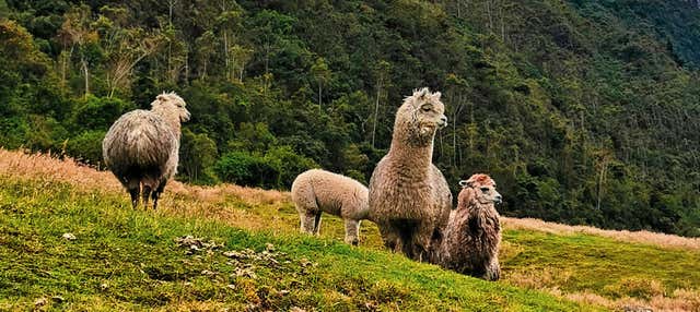 Randonnée dans le Parc National Cajas