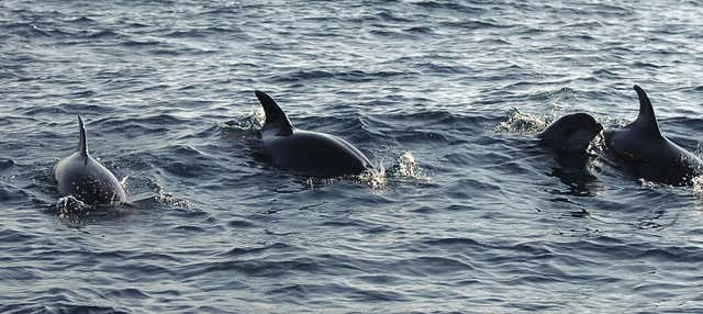 Trip to Puerto El Morro with Dolphin Watching