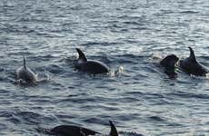 Trip to Puerto El Morro with Dolphin Watching