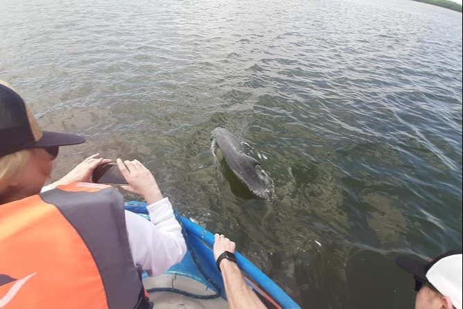 Observez les dauphins
