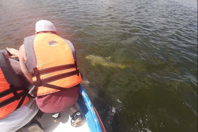Observation de dauphins