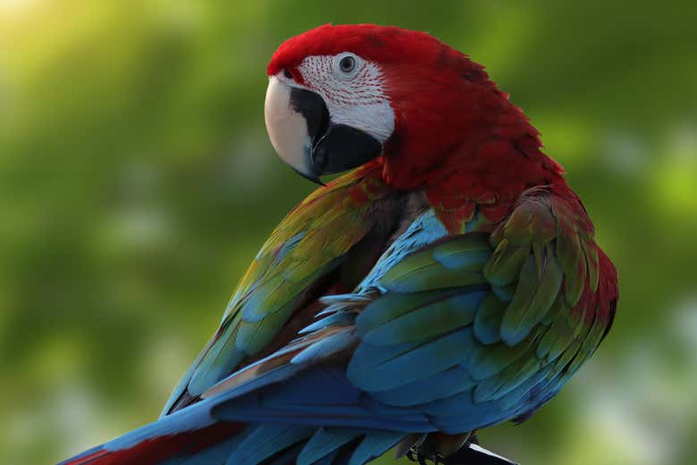 Contemplando a un guacamayo
