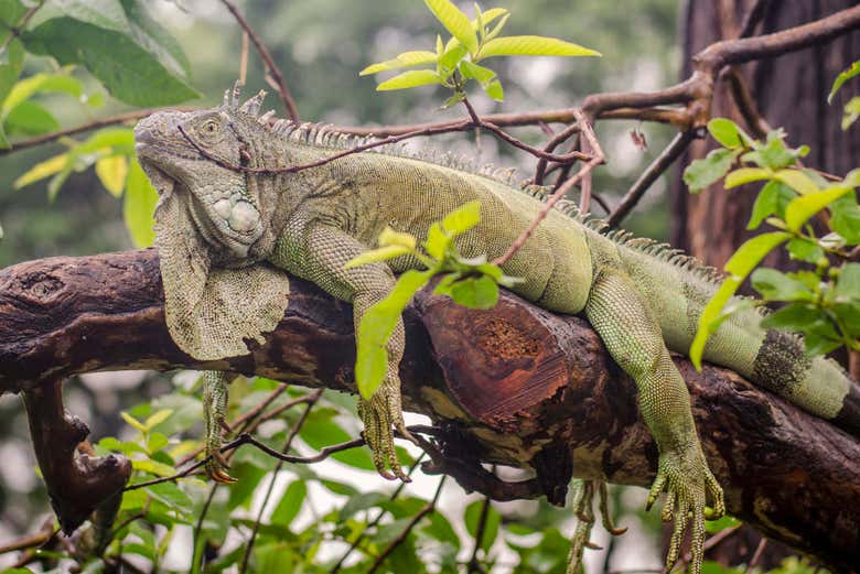 Ejemplar de iguana en el bosque del Cerro Blanco