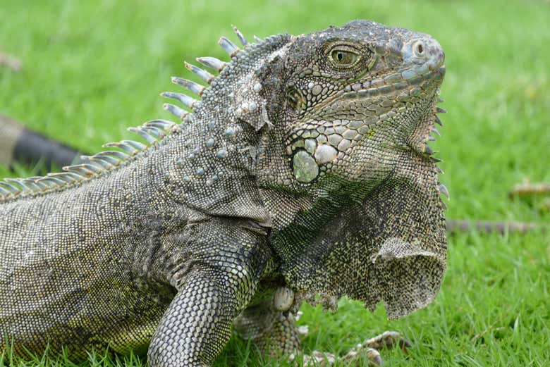 Iguana