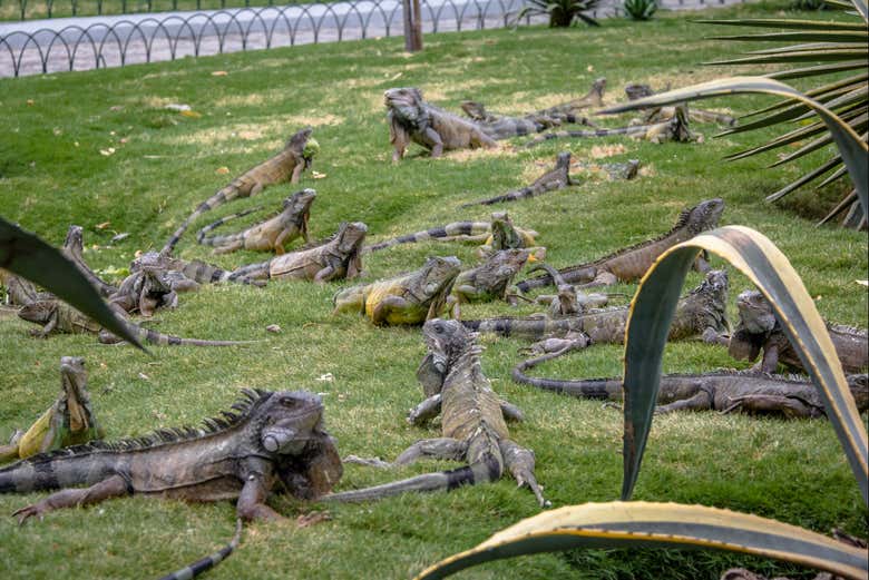Parque Seminário e as suas iguanas