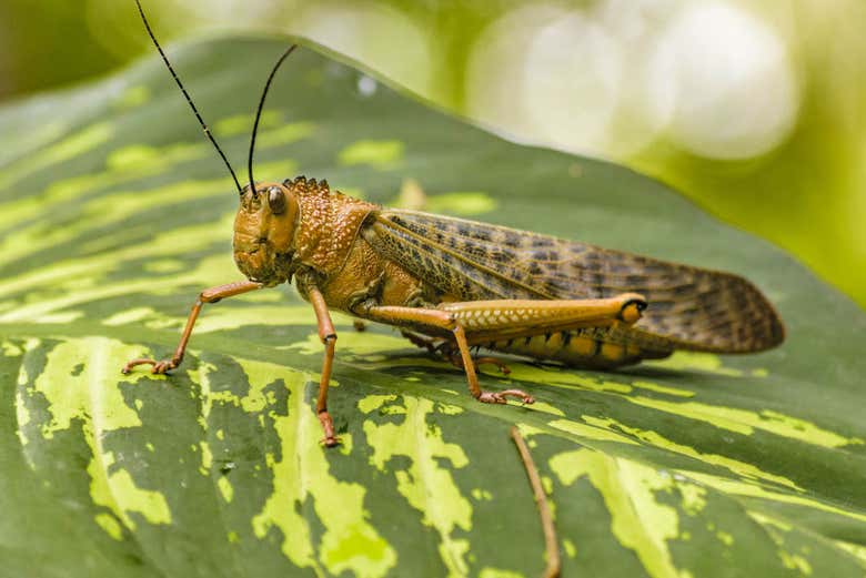 Fascinating insects in the Botanical Garden