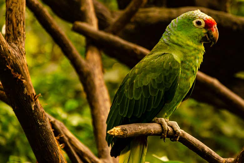 Loros en el bosque