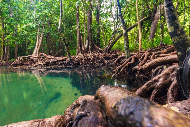 Natural lanscapes in the Manglares Churute Ecological Reserve