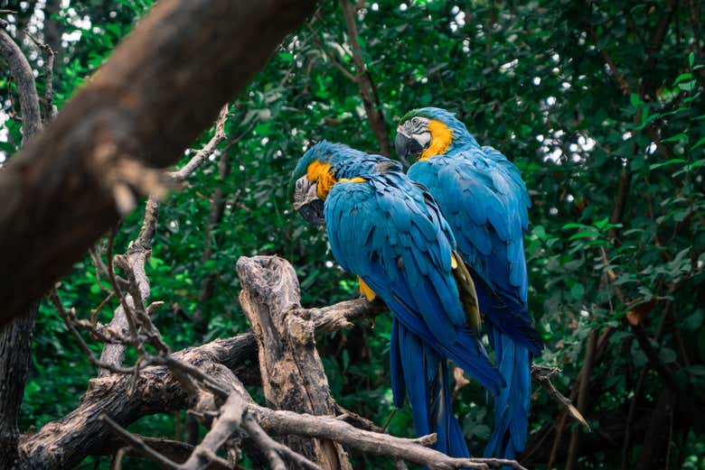 Una pareja de papagayos