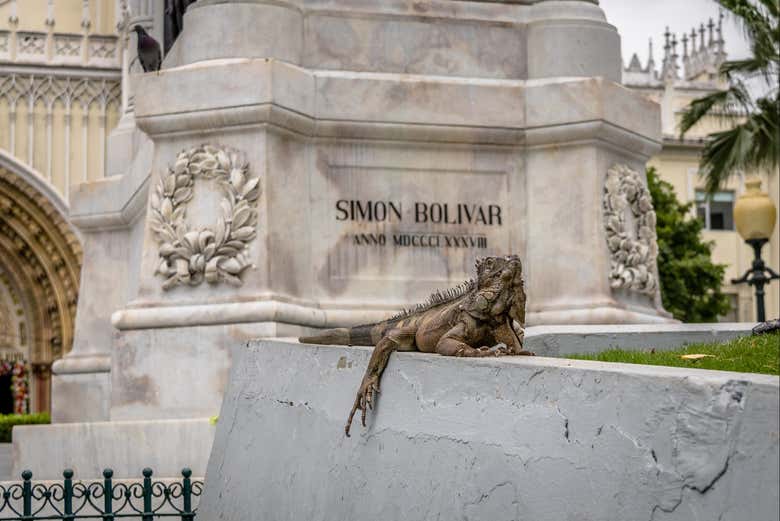Iguana in Seminario Park