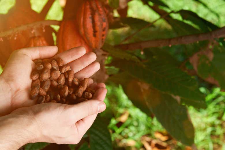 Collecting cocoa beans