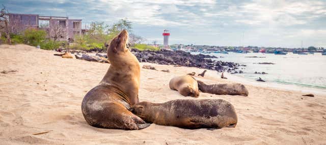 Excursión al Centro de Interpretación de San Cristóbal y playa Punta Carola