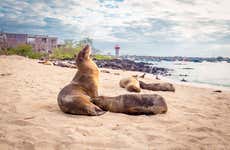 Trip to San Cristobal Interpretation Center & Punta Carola Beach