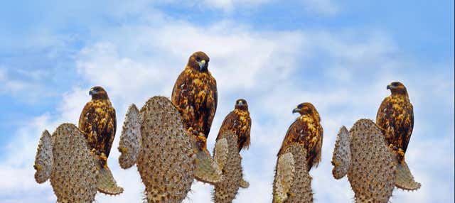 Crucero de 4 días por el sur de las islas Galápagos