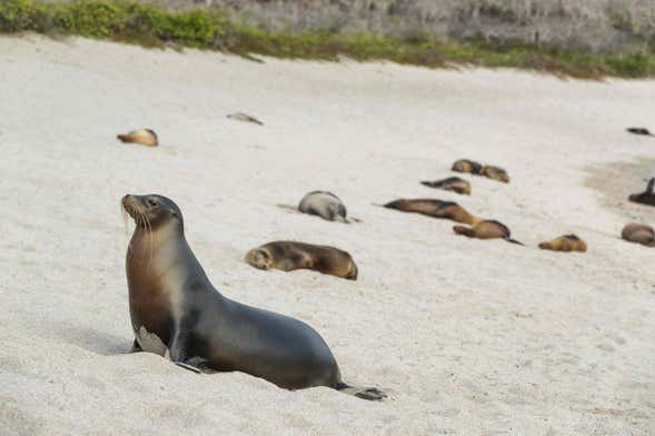 La Lobería Beach Excursion