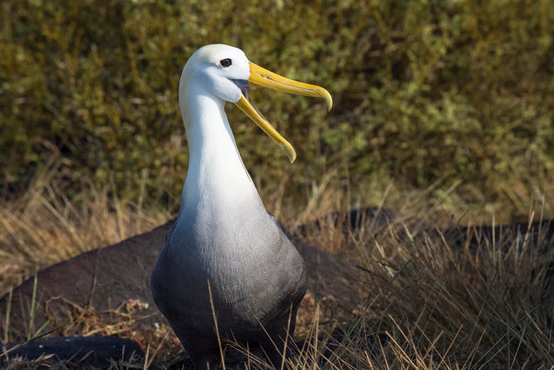 Albatross on Española Island