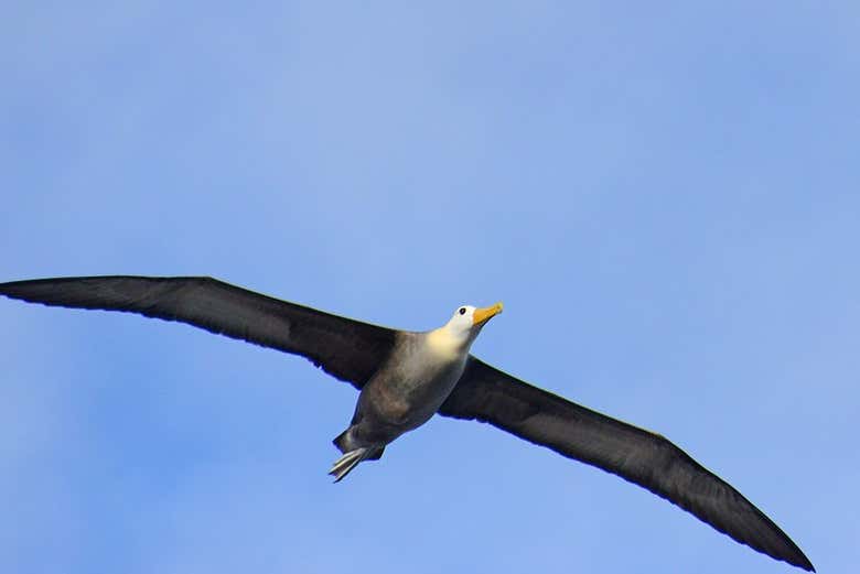 Albatross soaring overhead