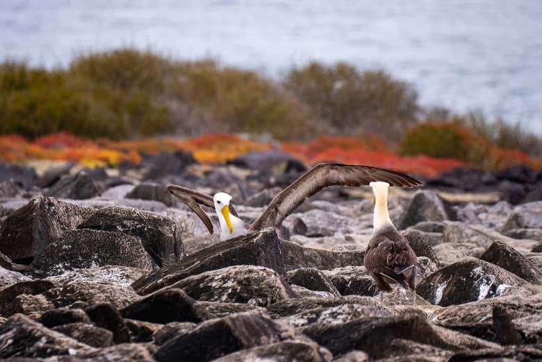 Galápagos albatrosses