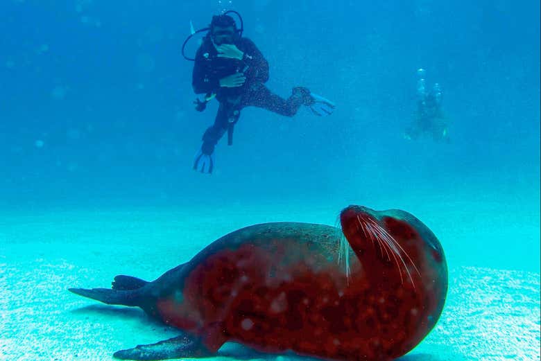 Scuba dive with sea lions