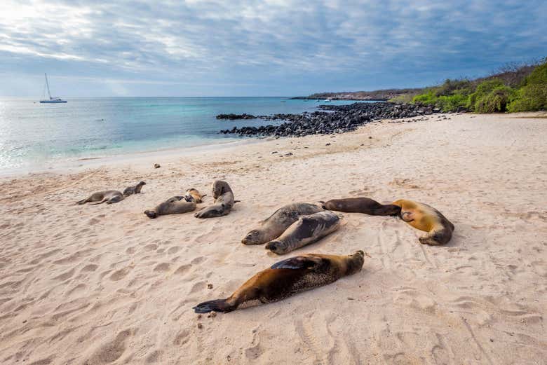 Sea lion colony on the beach