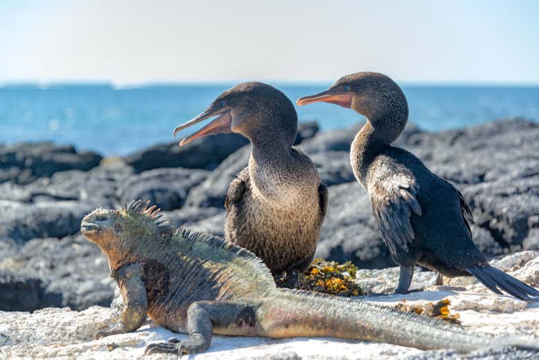 Galapagos Fauna