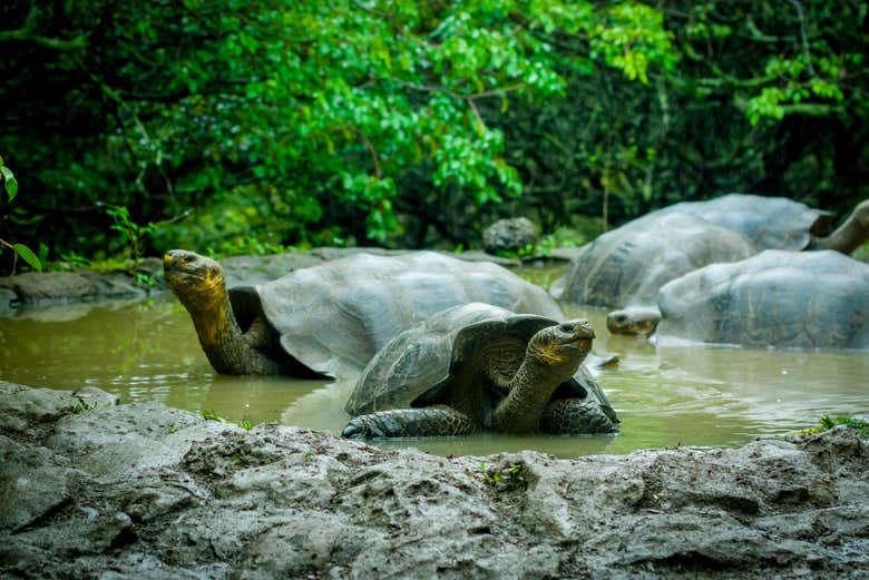 Criadouro de tartarugas-das-galápagos